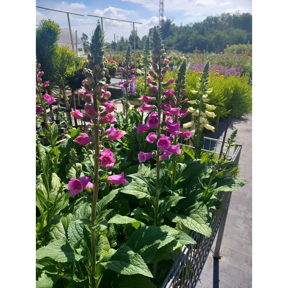 Digitalis purpurea 'Dalmatian Mix' - gyűszűvirág - CS19