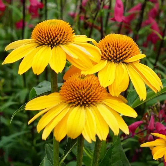 Echinacea purpurea 'Prairie Blaze Golden Yellow' - kasvirág - CS14