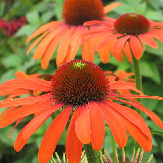 Echinacea hybrida 'Julia' - kasvirág - CS14