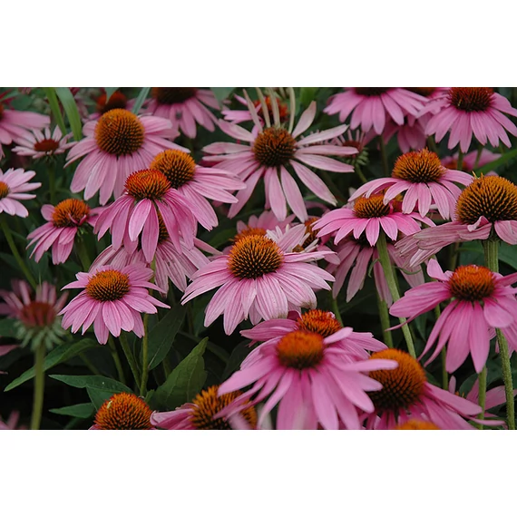 Echinacea purpurea 'Magnus' - kasvirág - CS11