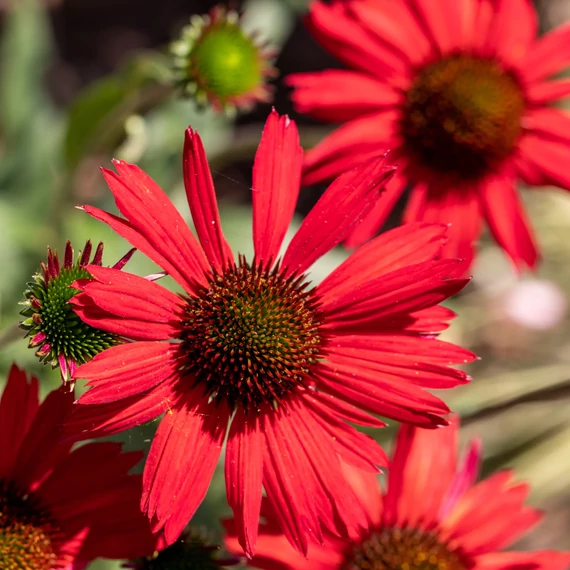 Echinacea purpurea 'Red' - kasvirág - CS11