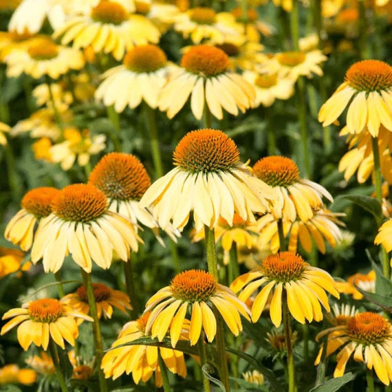 Echinacea purpurea 'Yellow Shades' - kasvirág - CS11