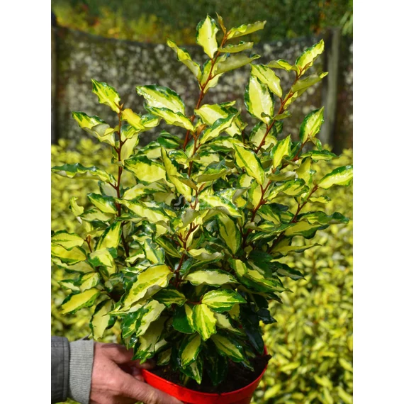 Elaeagnus ebbingei 'Maryline' - ezüstfa - CS15