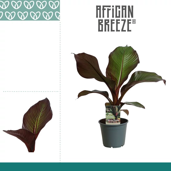 Ensete ventricosum 'Maurelii' - vöröslevelű banán - CS14