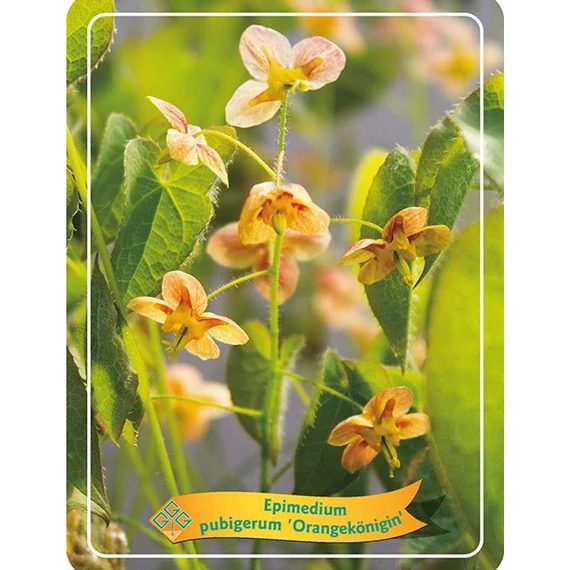 Epimedium pubigerum 'Orangekönigin' - püspöksüveg, tündérvirág - CS11