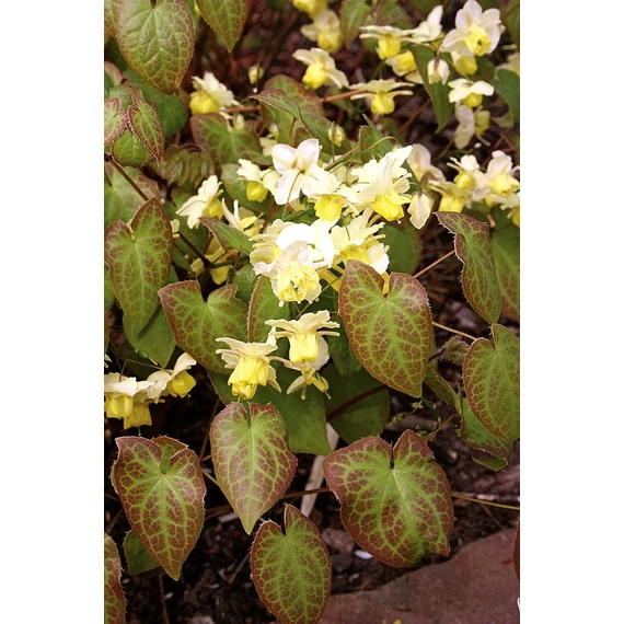 Epimedium versicolor 'Sulphureum' - püspöksüveg, tündérvirág - CS11