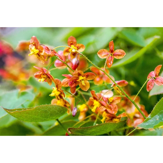 Epimedium warleyense - püspöksüveg, tündérvirág - CS11