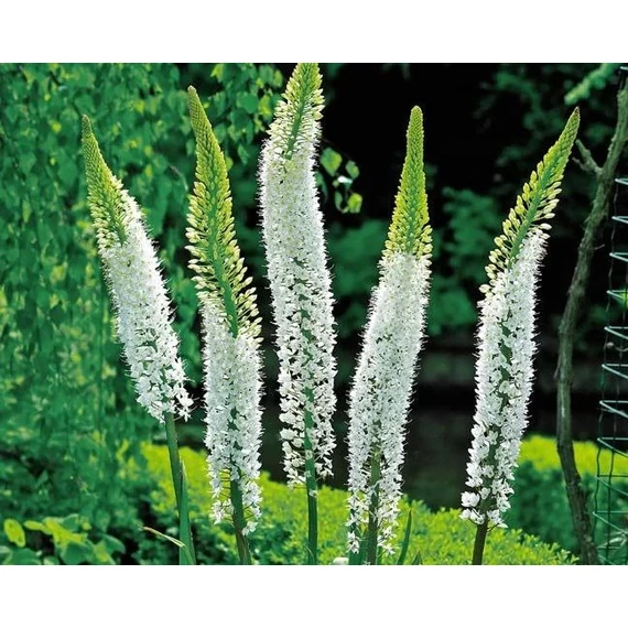 Eremurus 'Tropical Dream' - fehér korbácsliliom - CS19