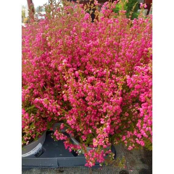 Erica gracilis 'Red' - vékony hanga - CS12