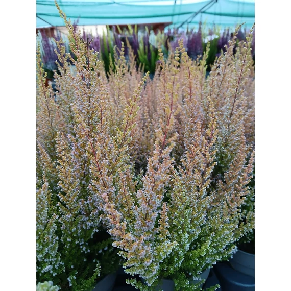 Erica arborea 'Sparsa' - cserjés hanga - CS12