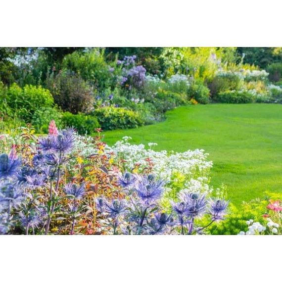 Eryngium alpinum 'Alpinum' - alpesi iringó - CS14