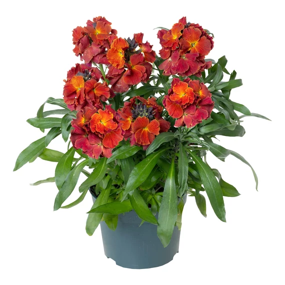 Erysimum linifolium 'Erysistible Fire' - lenlevelű repcsény - CS12