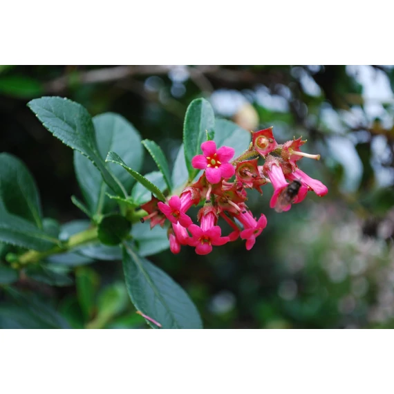 Escallonia 'Macrantha' - kőtörőcserje - CS15