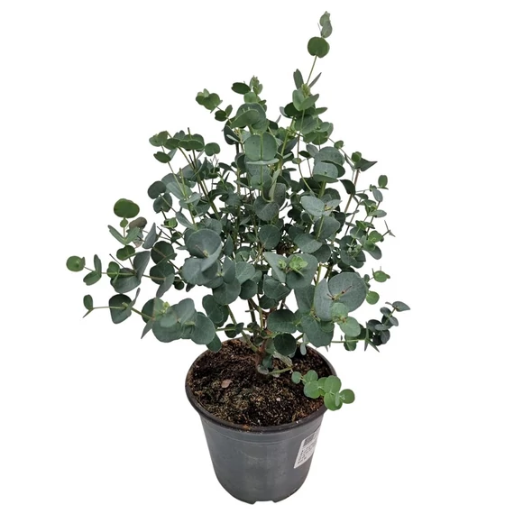 Eucalyptus gunnii - eukaliptusz - CS12
