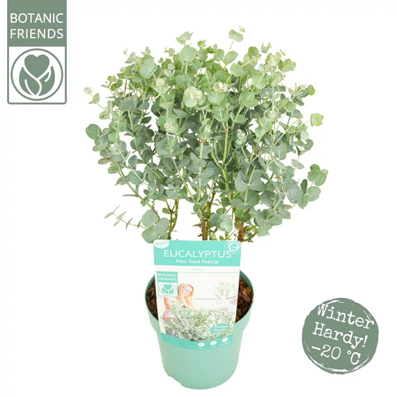 Eucalyptus gunnii 'Azura'  - eukaliptusz - CS12