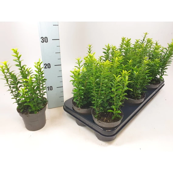 Euonymus japonicus 'Microphyllus Aureovariegatus' - kecskerágó - CS10,5