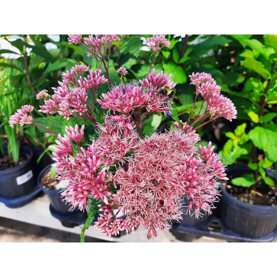 Eupatorium maculatum 'Little-Pye' - sédkender - CS14