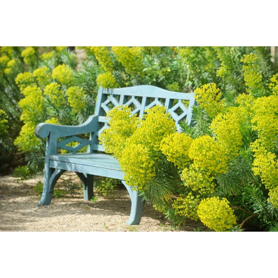 Euphorbia characias 'Summer Snow'- mirtuszlevelű kutyatej - CS12