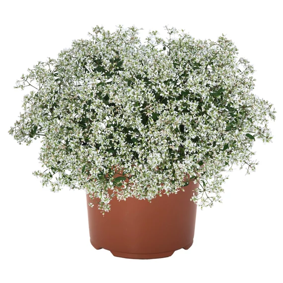 Euphorbia (Chamaesyce) 'Super Flash' - kutyatej - CS12