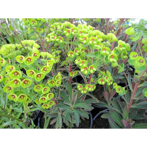 Euphorbia martinii – kutyatej - CS12