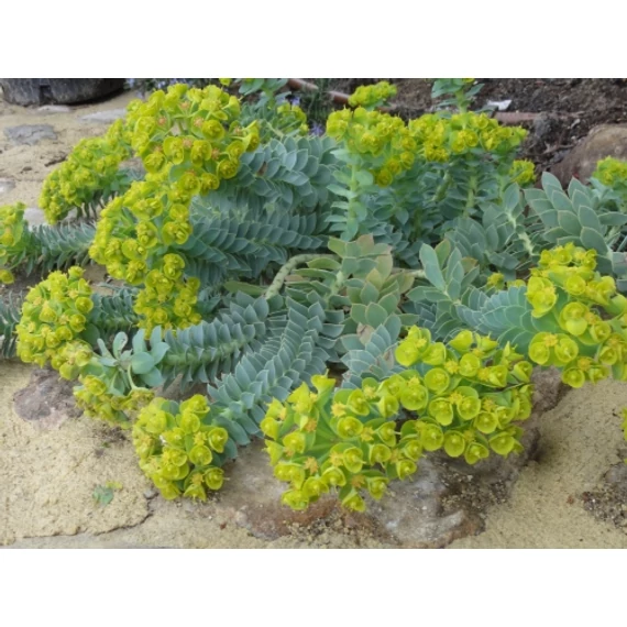 Euphorbia myrsinites – délszaki kutyatej - CS12