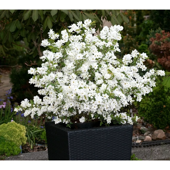 Exochorda racemosa 'Niagara' - gyöngycserje - CS9