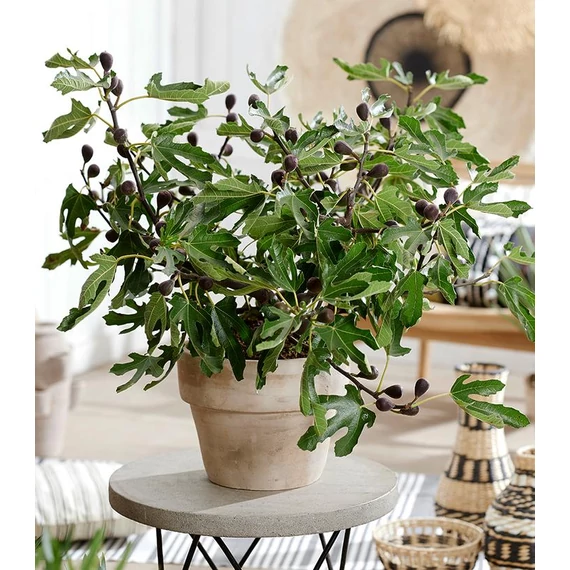 Ficus carica 'Miss Figgy' - balkon füge - CS13