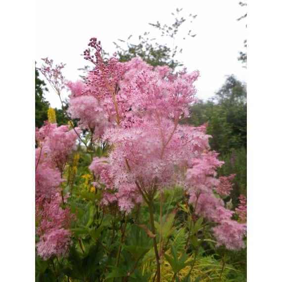Filipendula rubra 'Venusta' - magas legyezőfű - CS14