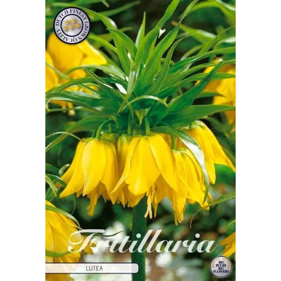 Fritillaria imperialis 'Lutea'  - császárkorona hagyma,1db