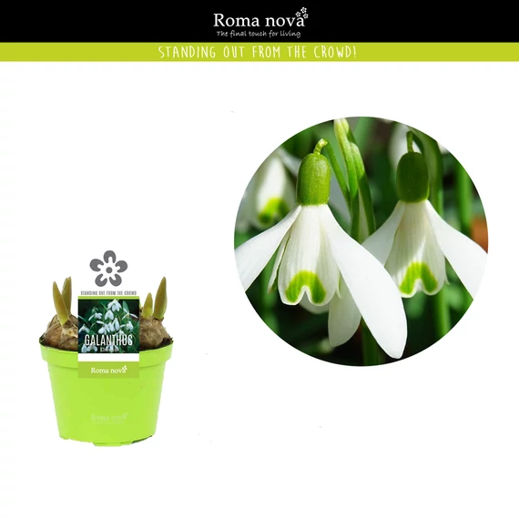 Galanthus nivalis - hóvirág - CS9