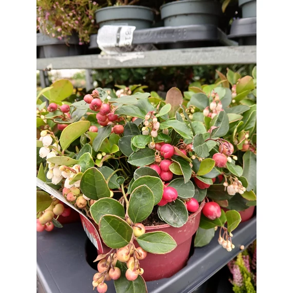 Gaultheria procumbens 'Big Berry' - kúszó fajdbogyó' - CS12