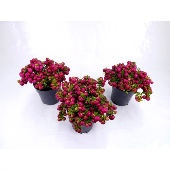 Gaultheria mucronata 'Red Berry' - mirtuszhanga - CS10,5