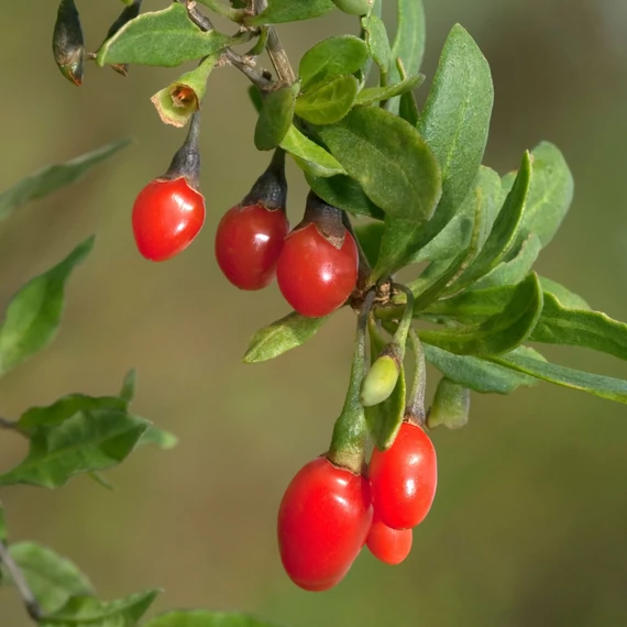 Lycium barbarum - Goji bogyó - CS9