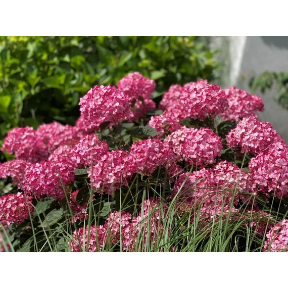 Hydrangea arborescens 'Ruby Annabelle' - cserjés hortenzia - CS15