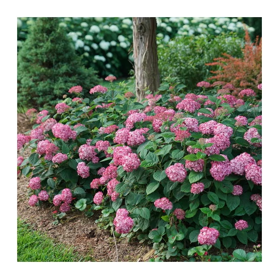 Hydrangea arborescens 'Ruby Annabelle' - cserjés hortenzia - CS15