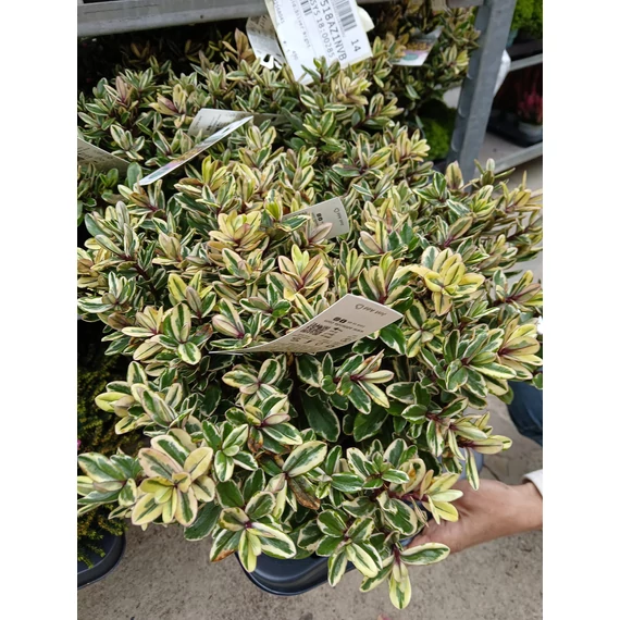 Hebe addenda 'Tricolor' - veronikacserje - CS12