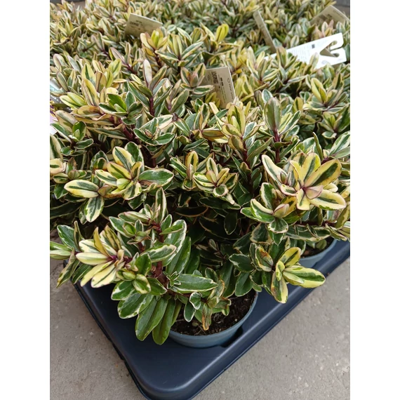 Hebe addenda 'Tricolor' - veronikacserje - CS12