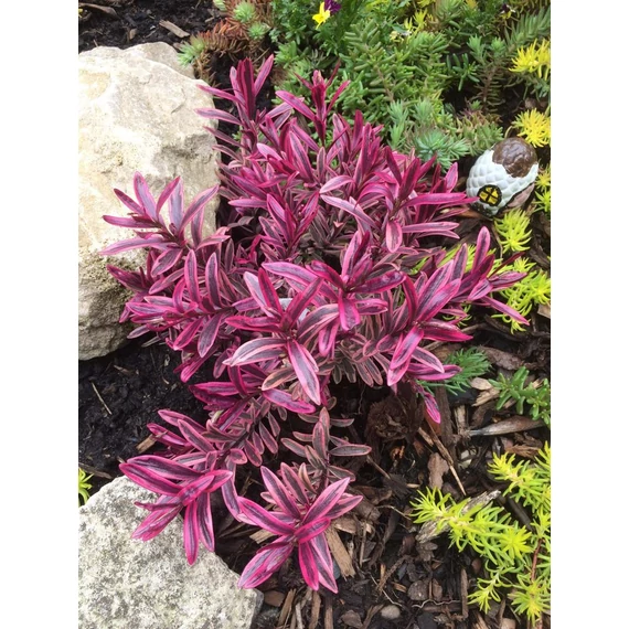 Hebe 'Magic Summer' - veronikacserje - CS12