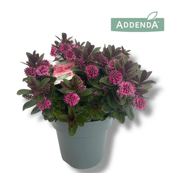 Hebe addenda 'Viona Pink' - veronikacserje - CS15
