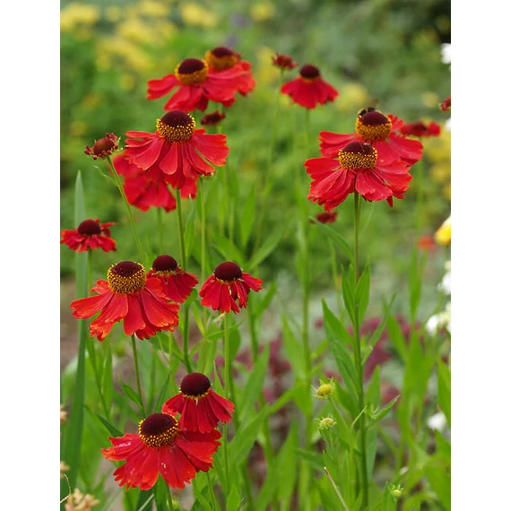 Helenium 'Moerheim Beauty' - napfényvirág - CS1