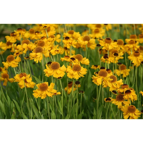Helenium 'The Bishop' - napfényvirág - CS11