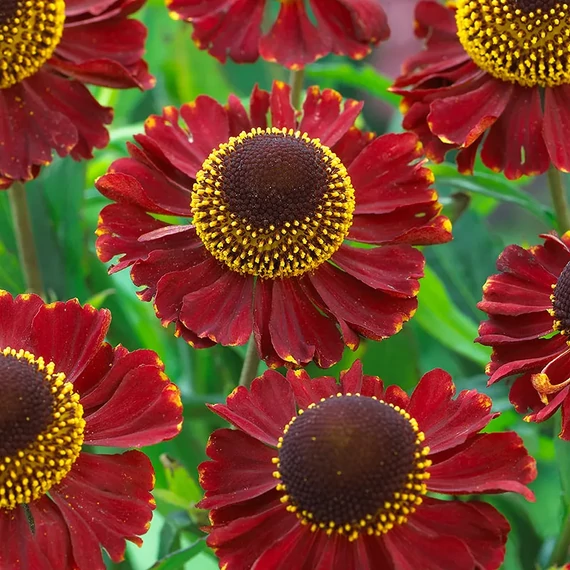 Helenium 'Ruby Thuesday' - napfényvirág - CS11