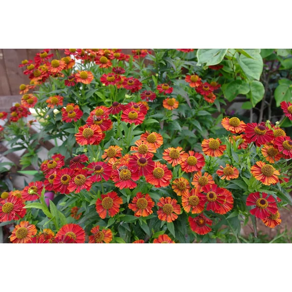 Helenium 'Ruby Thuesday' - napfényvirág - CS11