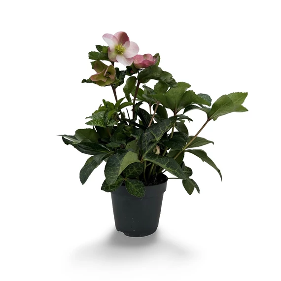 Helleborus hybridus 'Pink Princess' - hunyor - CS17