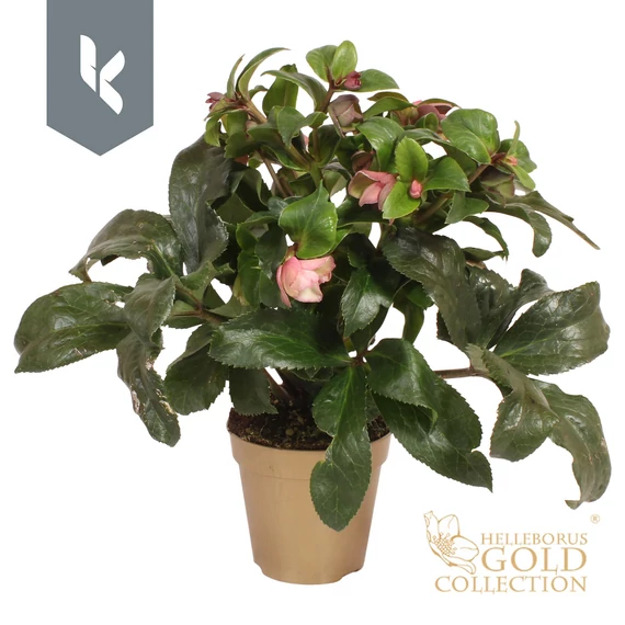 Helleborus 'Ice N' Roses Early Rose' - hunyor - CS13