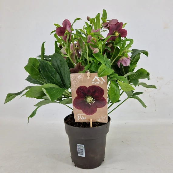 Helleborus orientalis 'Single' - hunyor - CS13