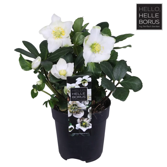 Helleborus niger 'Christmas Carol' - hunyor - CS12