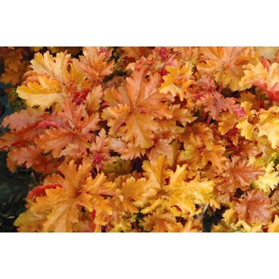 Heuchera 'Amber Waves' – tűzeső - CS12