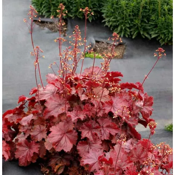 Heuchera 'Hera Coral Red' – tűzeső - CS12
