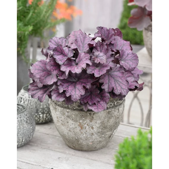 Heuchera 'Hera Grafite Purple' – tűzeső - CS12